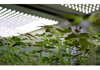 【资讯】美国大学与飞利浦照明合作研究植物LED照明
