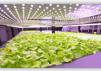 纽西兰、荷兰等地利用飞利浦照明LED技术，提高农作物产量
