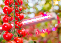 飞利浦照明和Agro-Inwest扩容全球最大的LED园艺照明项目